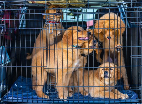 Dicas de ouro para preservar os arranhadores do seu gato em perfeitas condições