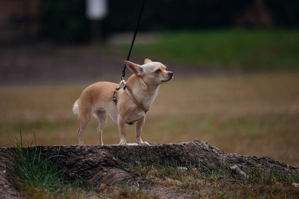 Descubra t°ticas eficazes para encontrar e confortar gatos escondidos em casa