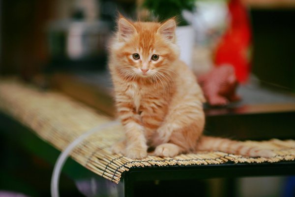 Como a mudança climática está afetando o habitat dos ursos polares?