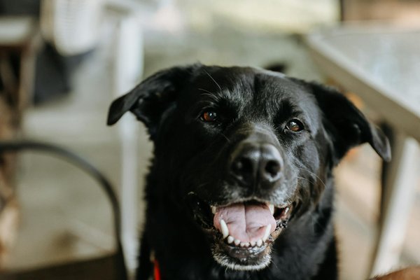 Descubra os indicadores de estresse no seu peixe e aprenda maneiras eficazes de ajud°-lo!
